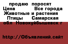 продаю  поросят  › Цена ­ 1 000 - Все города Животные и растения » Птицы   . Самарская обл.,Новокуйбышевск г.